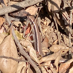 Plestiodon skiltonianus