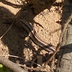 Plestiodon skiltonianus