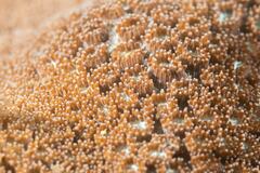 Plesiastrea versipora