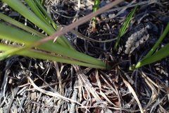 Carex vesicaria