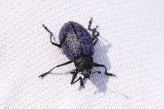 Cypherotylus californicus