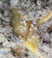 Amblyosyllis nigrolineata