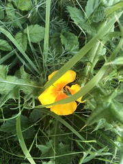 Eschscholzia californica