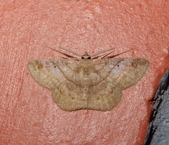 Petelia immaculata