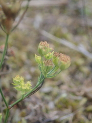 Bupleurum