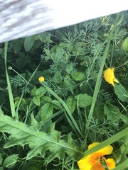 Eschscholzia californica