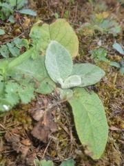 Bupleurum