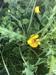 Eschscholzia californica