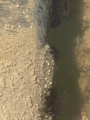 Polyplacophora