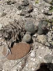 Mammillaria