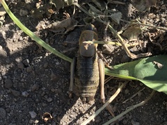Anabrus simplex