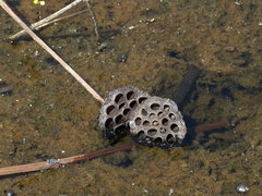 Nelumbo nucifera