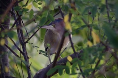 Ixobrychus sinensis