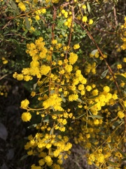 Acacia buxifolia