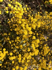 Acacia buxifolia