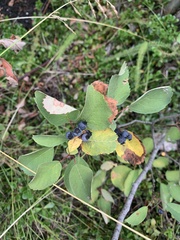 Amelanchier alnifolia