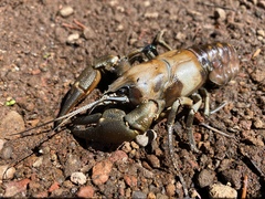 Pacifastacus leniusculus