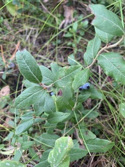 Amelanchier alnifolia