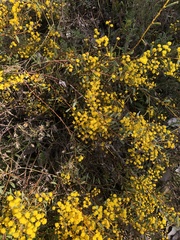 Acacia buxifolia