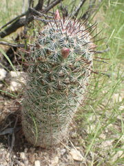 Mammillaria grahamii