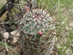 Mammillaria grahamii