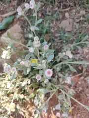 Helichrysum argyrosphaerum