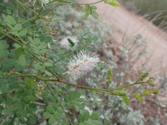 Mimosa distachya