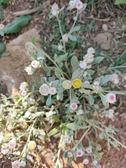Helichrysum argyrosphaerum