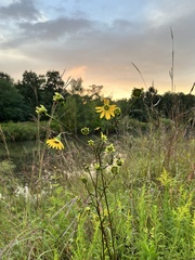 Silphium