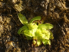 Pinguicula grandiflora