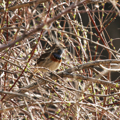 Luscinia svecica