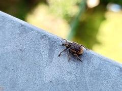 Brachypera zoilus