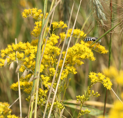 Bembix americana spinolae