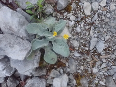 Asteraceae