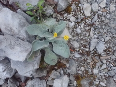 Asteraceae
