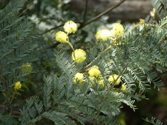 Acacia dealbata