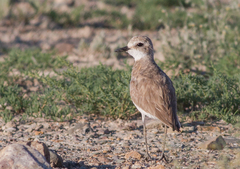 Charadrius leschenaultii