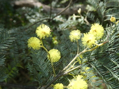 Acacia dealbata