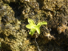 Pinguicula grandiflora