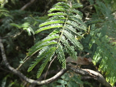 Acacia dealbata