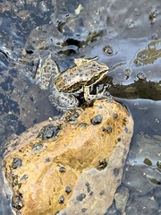 Rana luteiventris