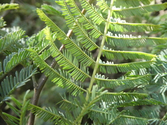 Acacia dealbata