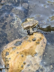 Rana luteiventris