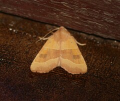 Atethmia centrago