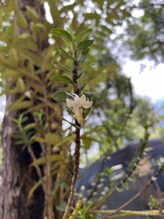Dendrobium ellipsophyllum