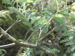 Acacia dealbata