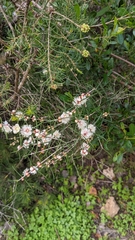 Myrtoideae