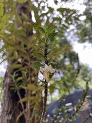 Dendrobium ellipsophyllum