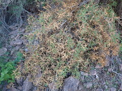 Berberis harrisoniana