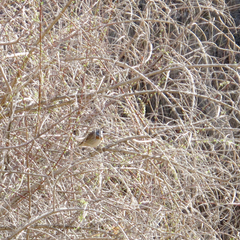 Luscinia svecica